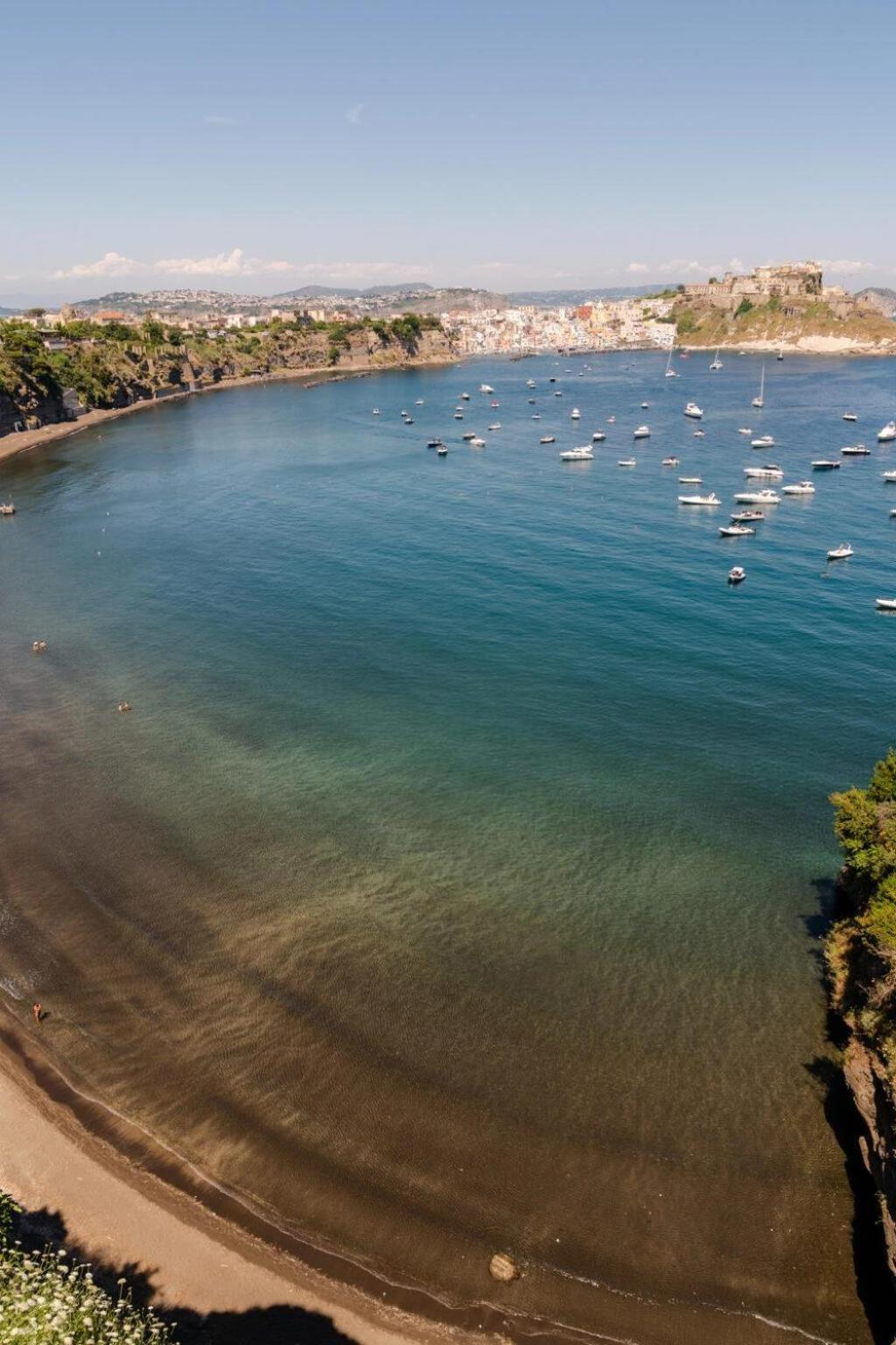 Aurelia Procida